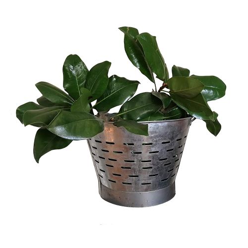 Olive Bucket,Short Size, H:12.80 inch, Olive Basket, Indoor Outdoor Rustic Flower Pot, Farmhouse Decor …